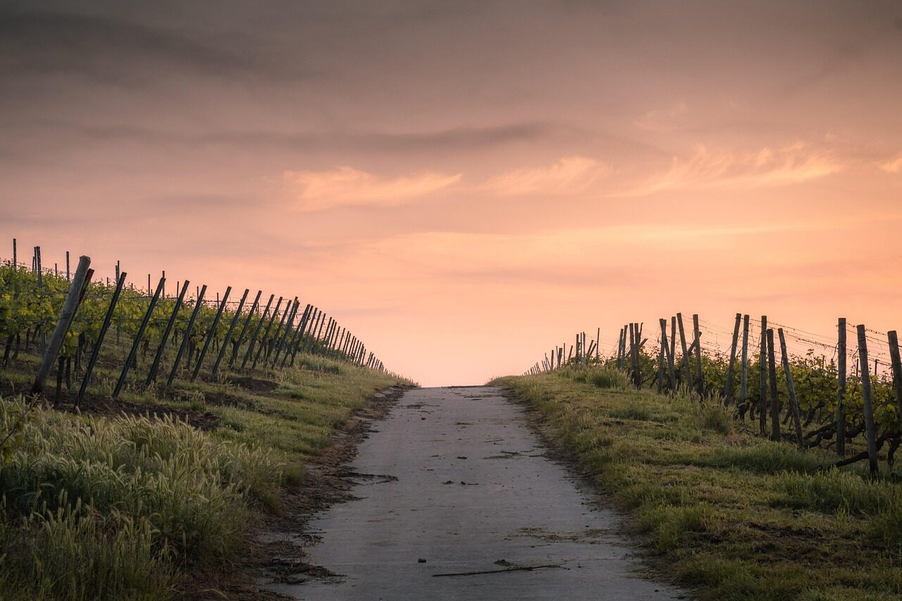 crops, dawn, road, path, farm, fences, farmland, rural, countryside, dusk, fence, grass, landscape, light, narrow road, outdoors, pathway, sky, sunset, nature, vegetation, wood